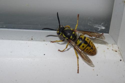 Vespula germanica